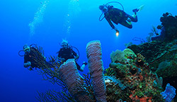Roatan Dive Trip, April 13th